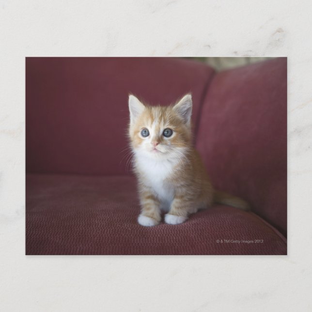 Carte Postale Chat sur canapé (Devant)