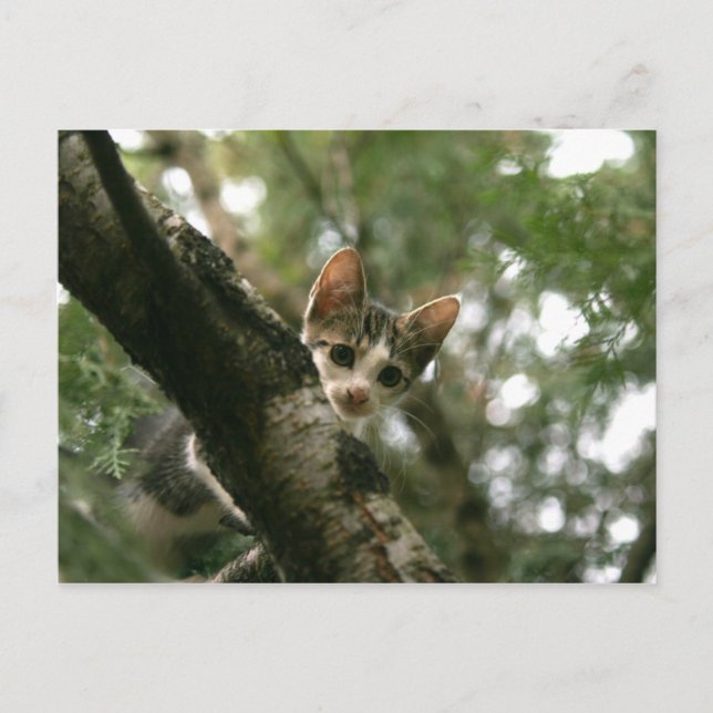 Carte Postale Chat sur l'arbre (Devant)