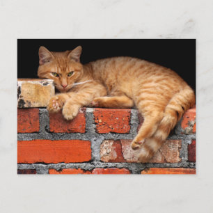 Carte Postale Chat sur mur de brique