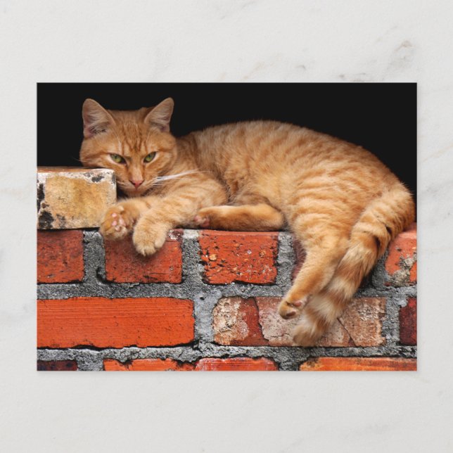 Carte Postale Chat sur mur de briques (Devant)
