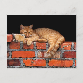 Carte Postale Chat sur mur de briques