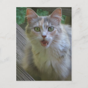 Carte Postale Chat surpris