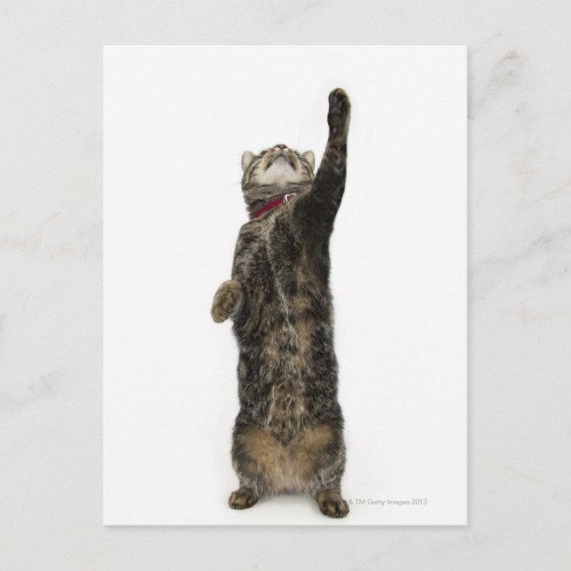 Carte Postale Chat tabby domestique debout sur deux pattes tenda (Devant)