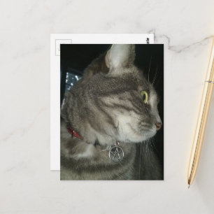 Carte Postale chat tabby gris adorable collier pentagramme