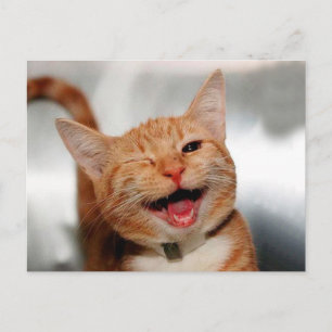 Carte Postale Chat tabby mignon pleurant d'un oeil