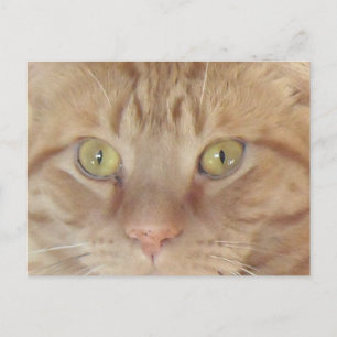 Carte Postale Chat Tabby Orange