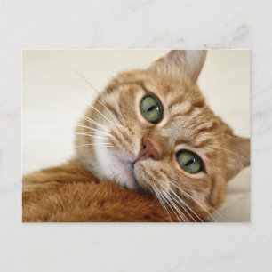 Carte Postale Chat Tabby Orange aux yeux verts