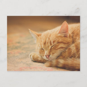Carte Postale Chat Tabby Orange Dormant