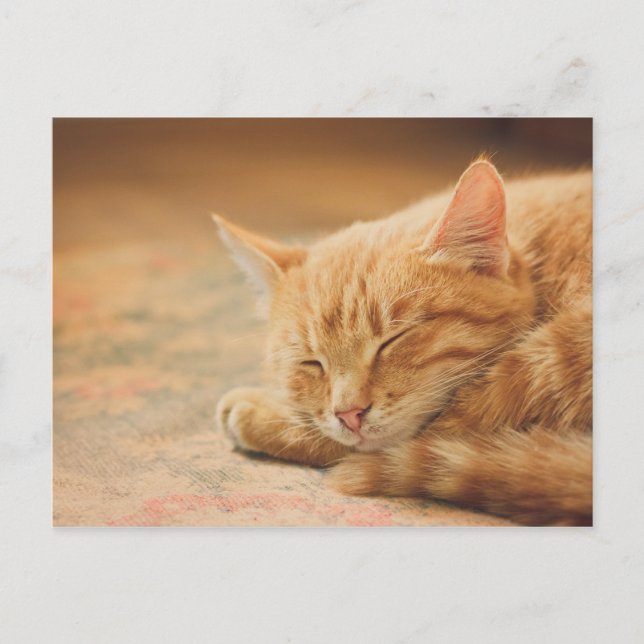 Carte Postale Chat Tabby Orange Dormant (Devant)