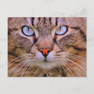 Carte Postale chat tigré de photo