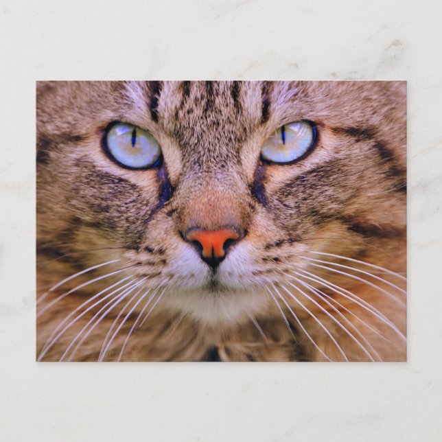 Carte Postale chat tigré de photo (Devant)