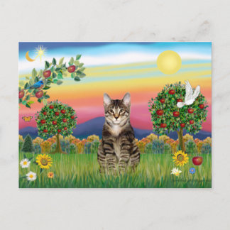 Carte Postale Chat Tigre Tabby 1 - Campagne Lumineuse
