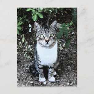 CARTE POSTALE CHAT TURQUE RONIN DANS LE JARDIN