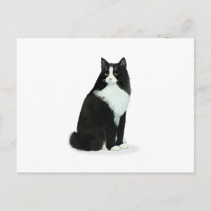 Carte Postale Chat Tuxedo à Poils Longs
