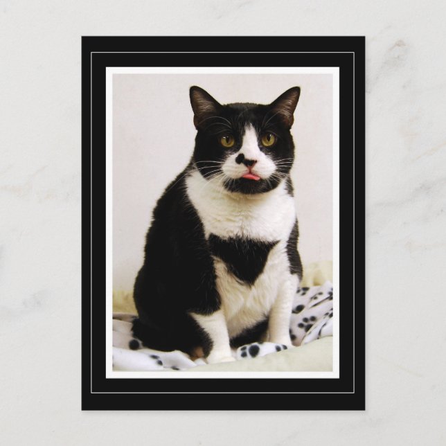 Carte Postale Chat Tuxedo Sticking Out Sa Langue (Devant)
