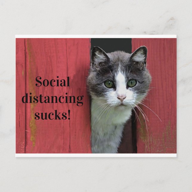 Carte Postale Chat Vert Oyé, Gros Distances Sociales (Devant)