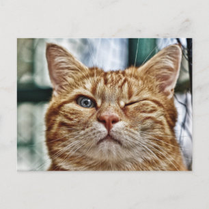 Carte Postale Chat Winky Funny