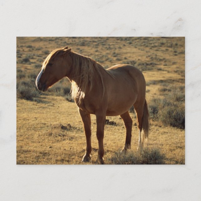 Carte Postale Châtaigne (Devant)