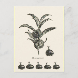 Carte Postale Châtaigne