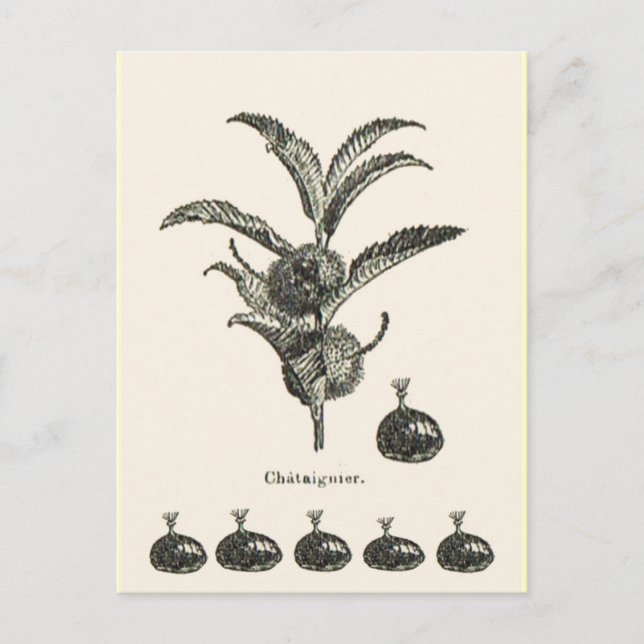 Carte Postale Châtaigne (Devant)