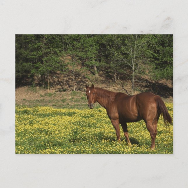 Carte Postale Châtaigne en Fleurs Jaunes (Devant)