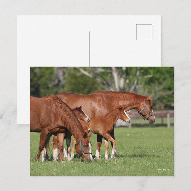Carte Postale Châtaigner Cheval Mares et poulains (Devant / Derrière)