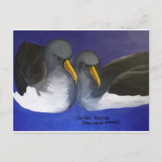 Carte Postale Chatham Albatross (Thalassarche eremita)