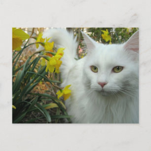Carte Postale Chaton