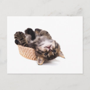 Carte Postale chaton