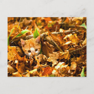 Carte Postale chaton