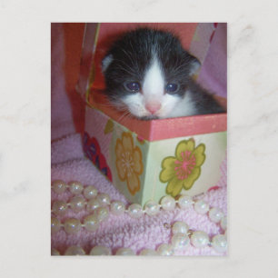 Carte Postale chaton 2 semaines