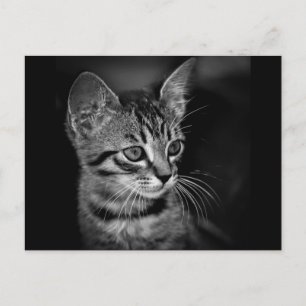 Carte Postale chaton-405331 chaton blanc noir chaton blanc c