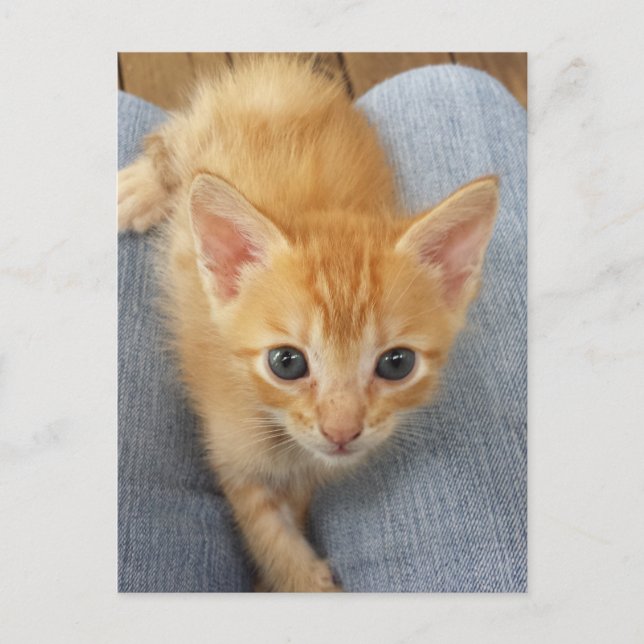 Carte Postale Chaton à table orange (Devant)