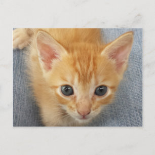 Carte Postale Chaton à table orange