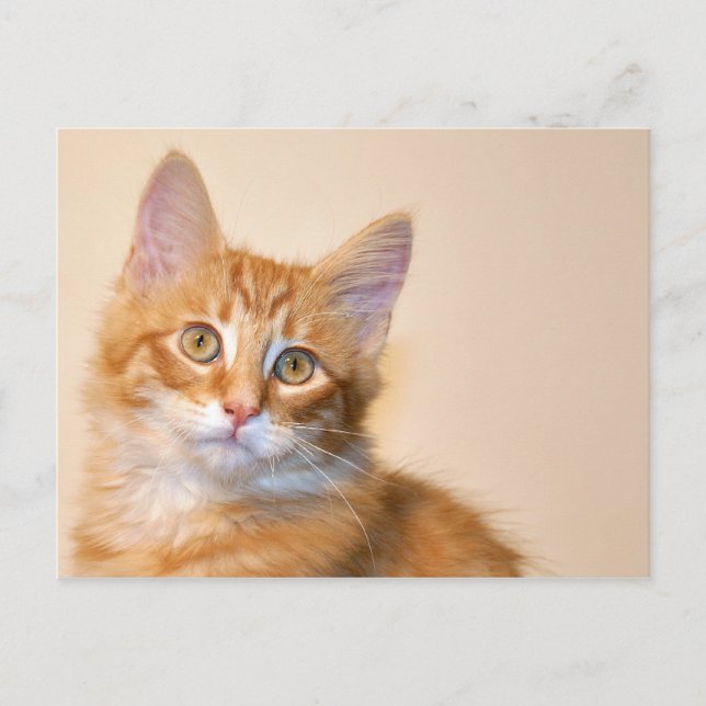 Carte Postale Chaton à table orange (Devant)