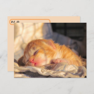 Carte Postale Chaton bébé couché après le passage à niveau avec