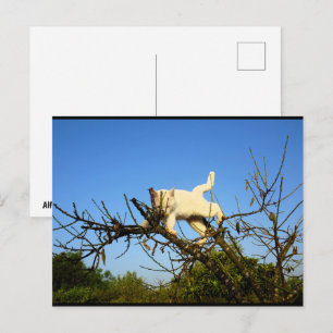 Carte Postale Chaton blanc maladroit dans l'amandier