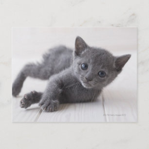 Carte Postale Chaton bleu russe
