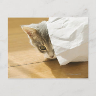 Carte Postale Chaton caché dans un sac en papier