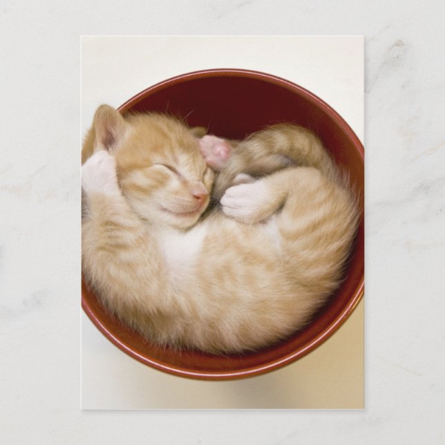 Carte Postale Chaton couchant (Devant)