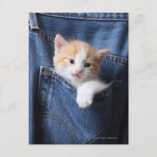 Carte Postale chaton dans le sac en jean