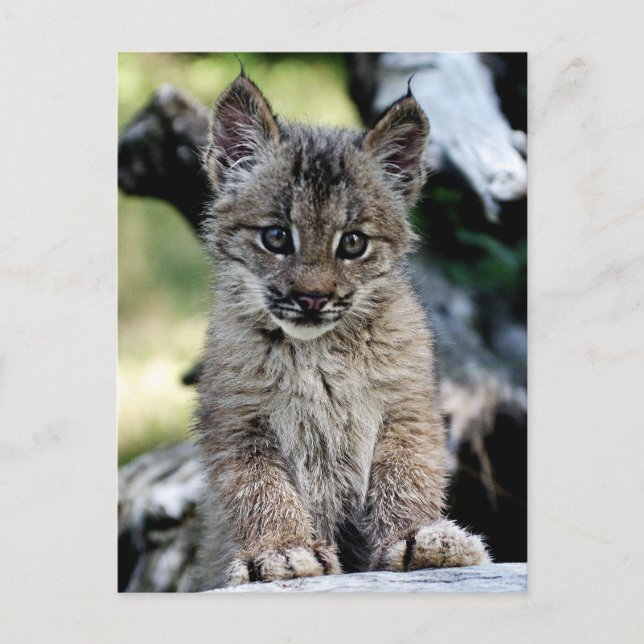 Carte Postale Chaton de Lynx de Canadien (Devant)