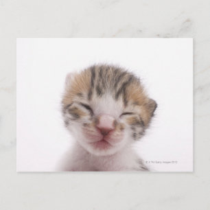 Carte Postale Chaton dormant