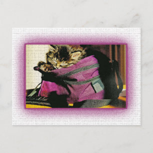 Carte Postale Chaton Dormir Dans Un Porte-Sacs Bourgogne