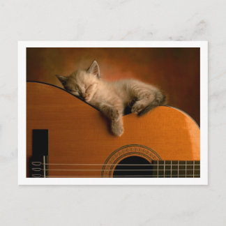 Carte Postale chaton mignon