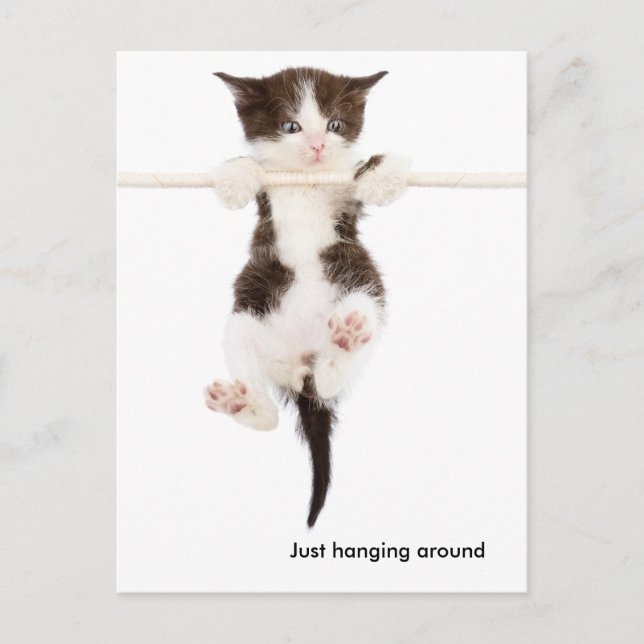 Carte Postale chaton mignon accroché autour (Devant)