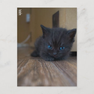 Carte Postale Chaton noir