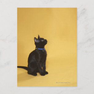 Carte Postale Chaton noir en col