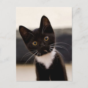 Cadeaux Chaton Noir Blanc Zazzle Ca