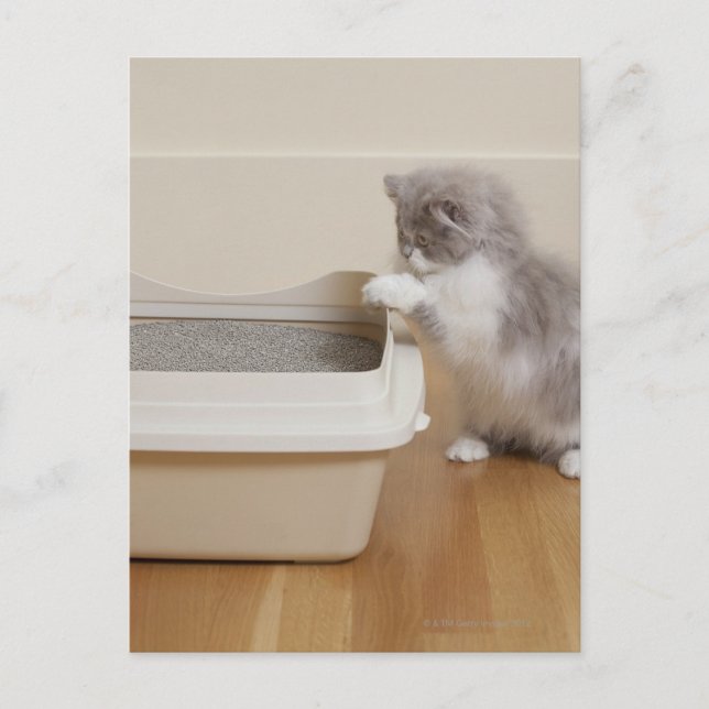 Carte Postale Chaton persan regardant la boîte à litière (Devant)